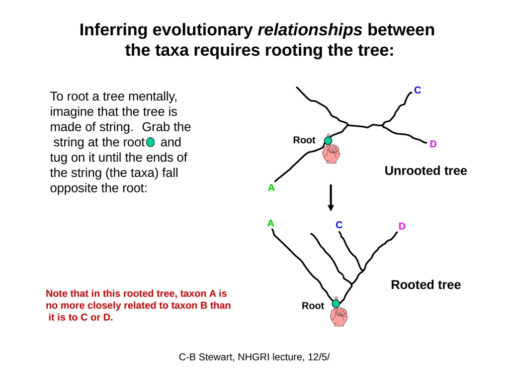 Phylogenetic Analysis Introduction to Phylogenetic - slide 7 of 12