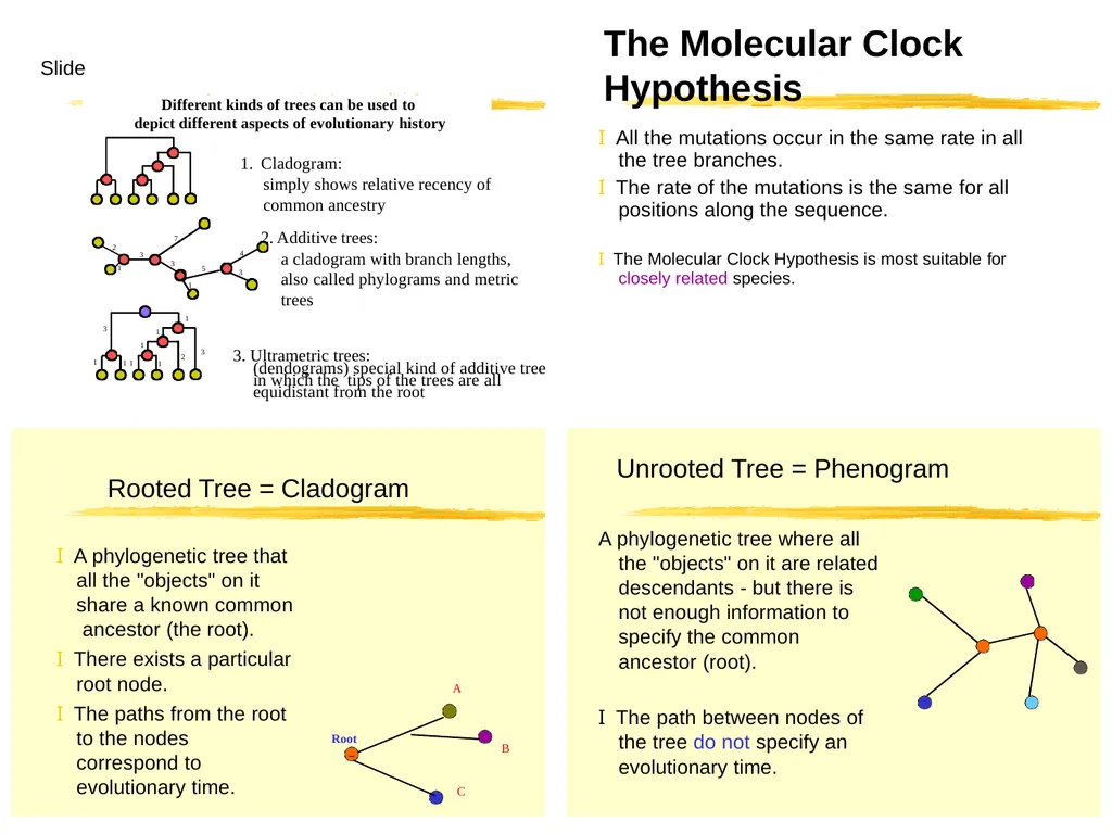 Phylogenetic Analysis Introduction to Phylogenetic - slide 5 of 12