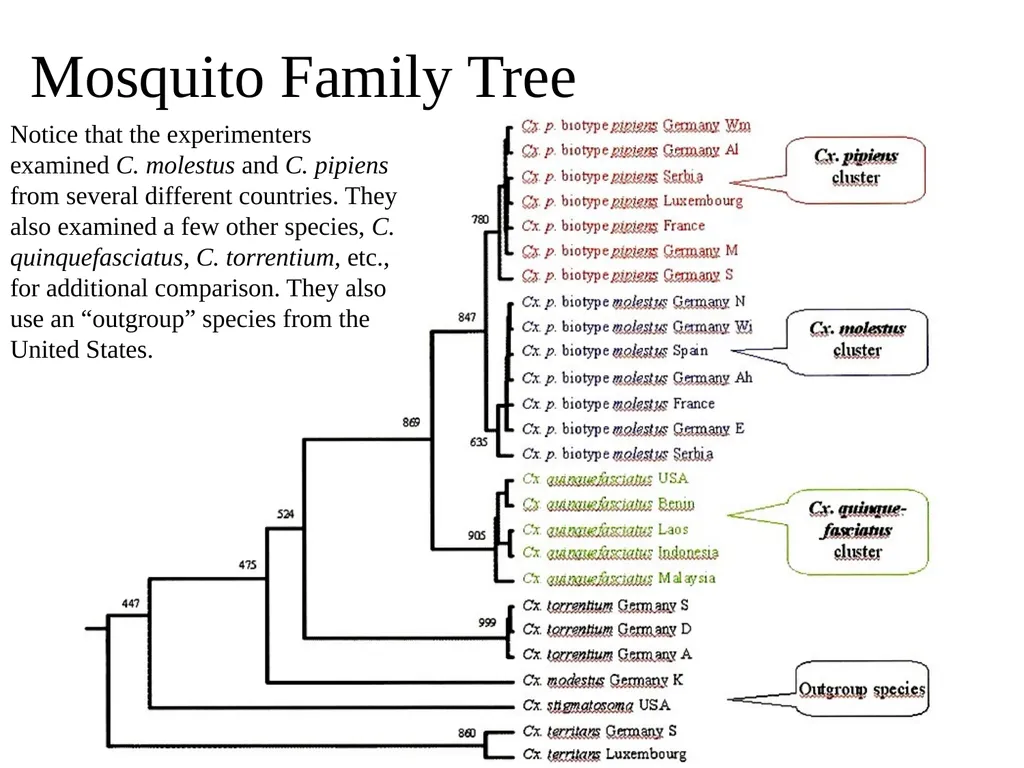 Blood Suckers! A Case Study on Evolution and - slide 27 of 33
