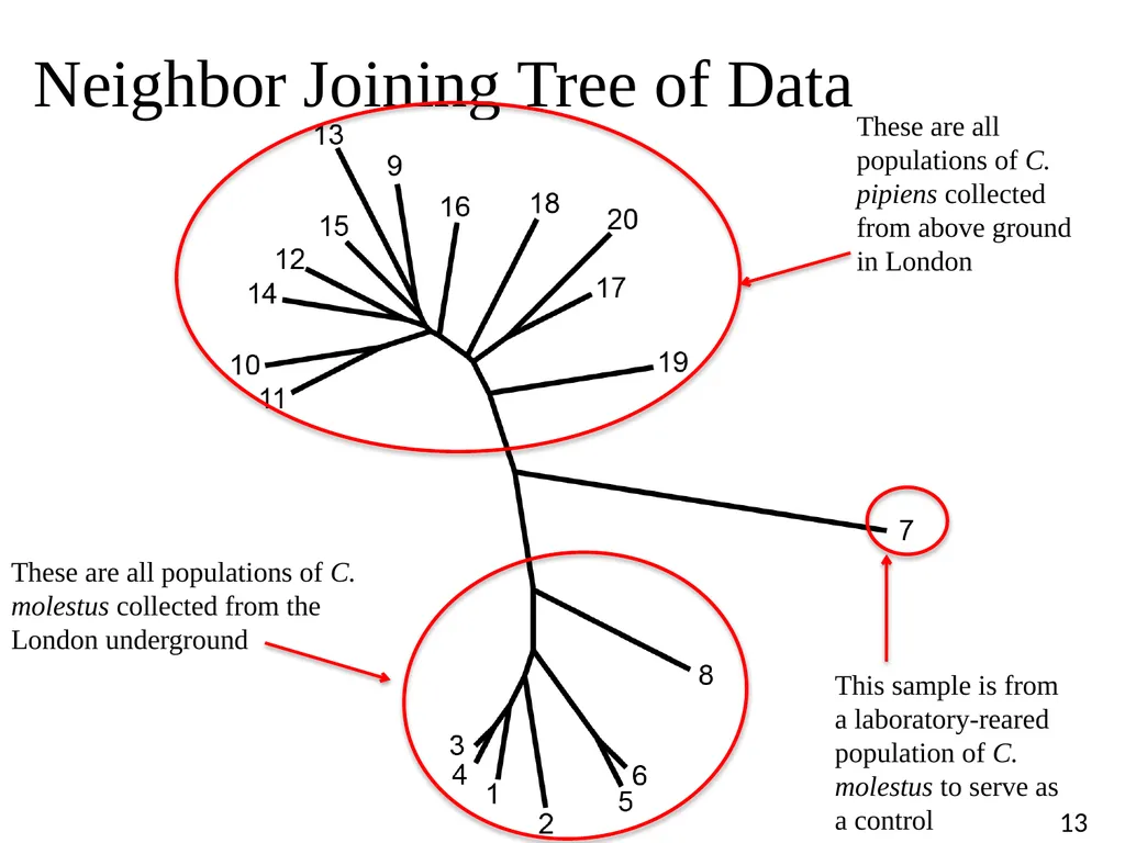 Blood Suckers! A Case Study on Evolution and - slide 13 of 33