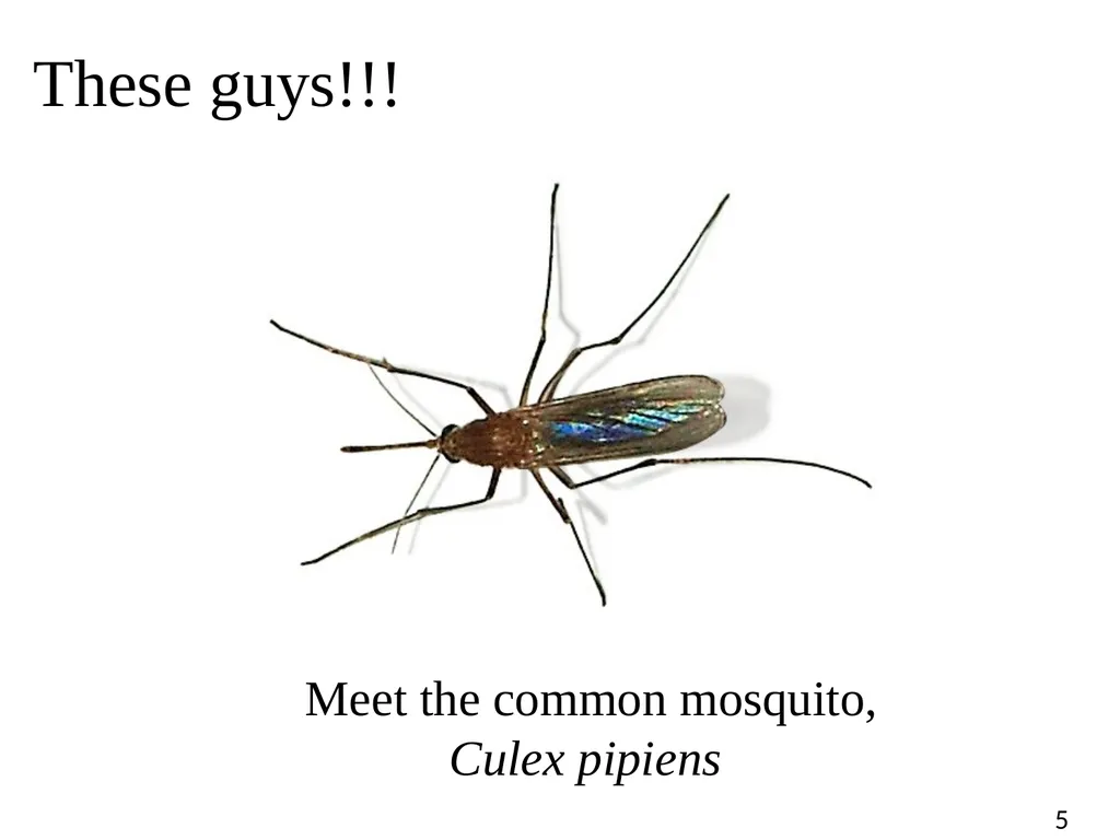 Blood Suckers! A Case Study on Evolution and - slide 5 of 33