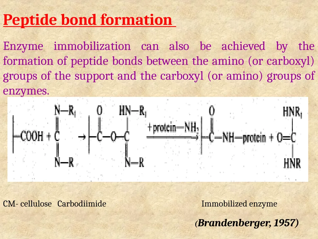 Enzyme Immobilization : A technique for Industrial - slide 15 of 34