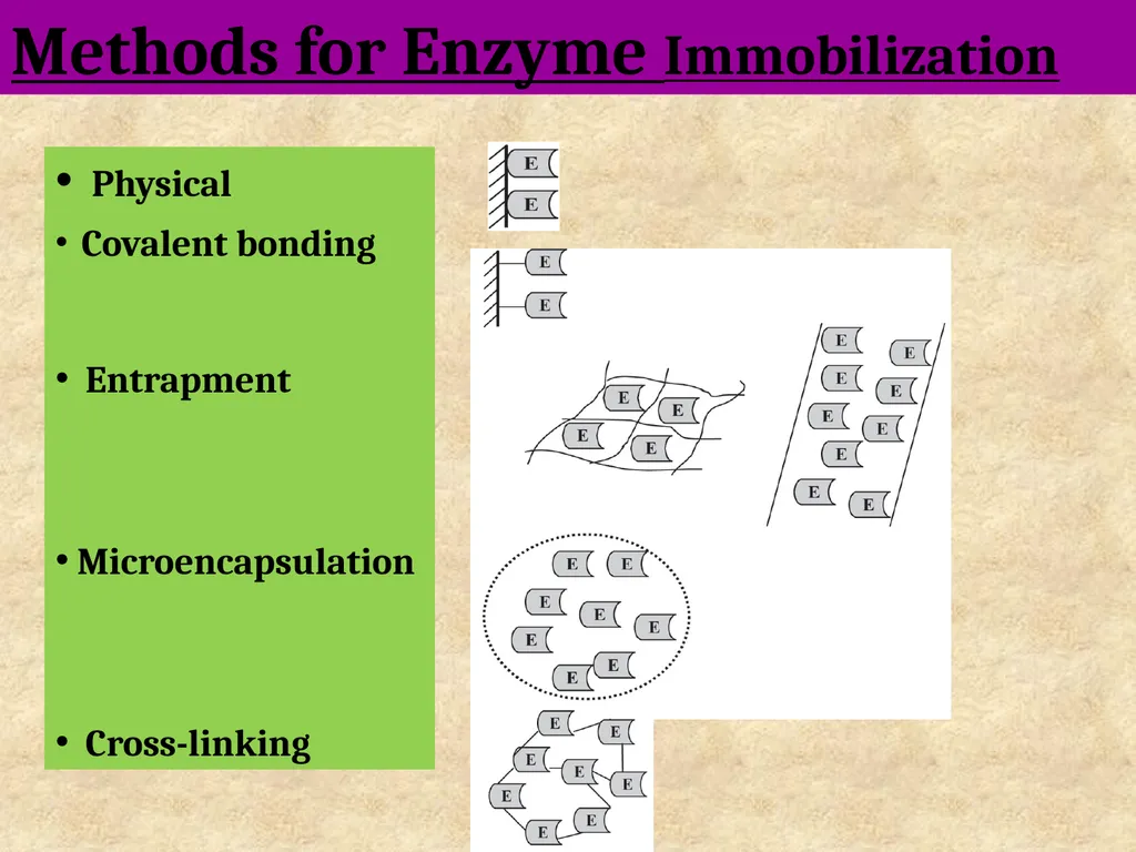 Enzyme Immobilization : A technique for Industrial - slide 9 of 34