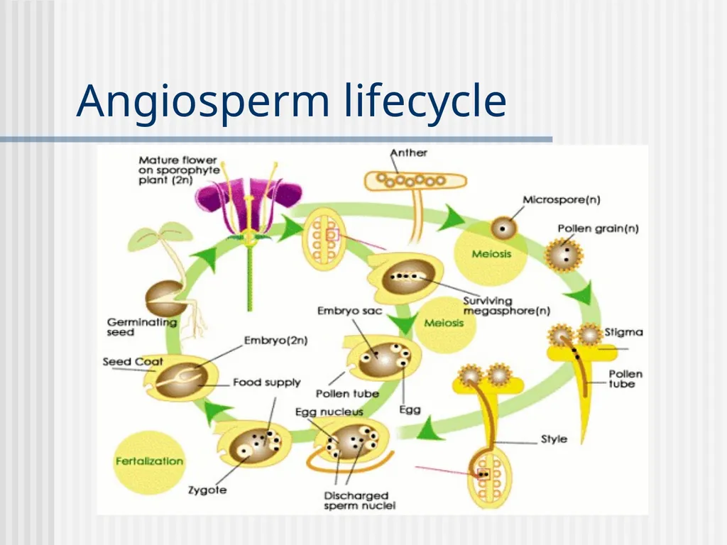 Plants Evolutionary Past Cyanobacteria Blue- green - slide 13 of 20