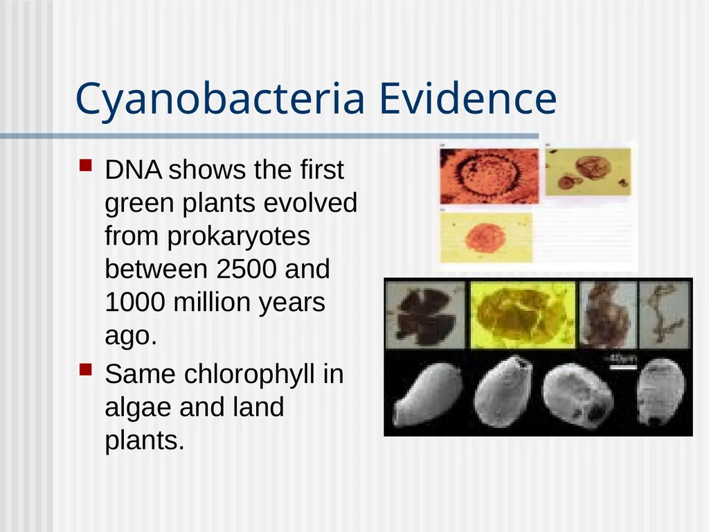 Plants Evolutionary Past Cyanobacteria Blue- green - slide 3 of 20