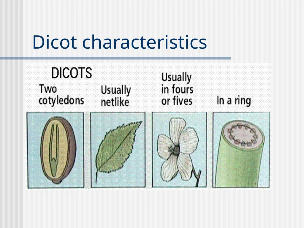 Plants Evolutionary Past Cyanobacteria Blue- green - slide 16 of 20