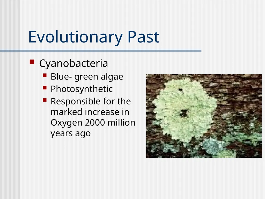 Plants Evolutionary Past Cyanobacteria Blue- green - slide 2 of 20