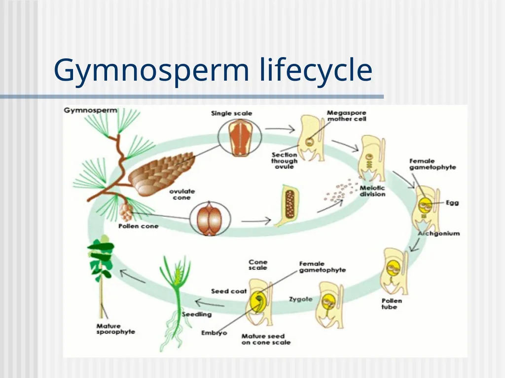 Plants Evolutionary Past Cyanobacteria Blue- green - slide 12 of 20