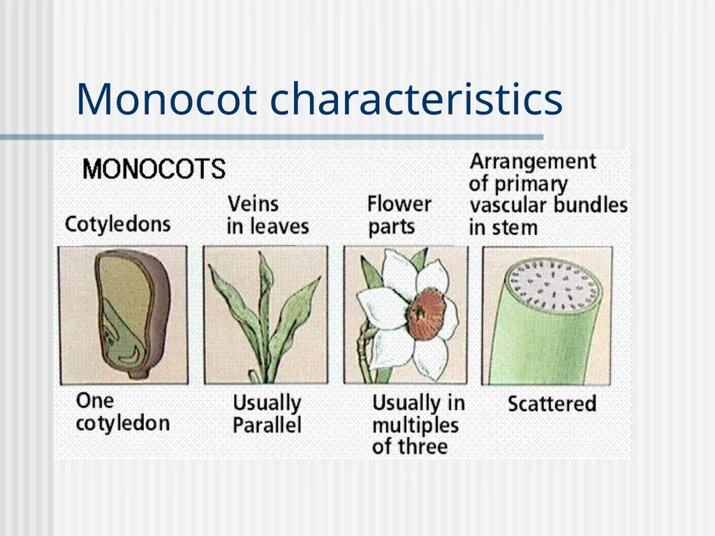Plants Evolutionary Past Cyanobacteria Blue- green - slide 15 of 20