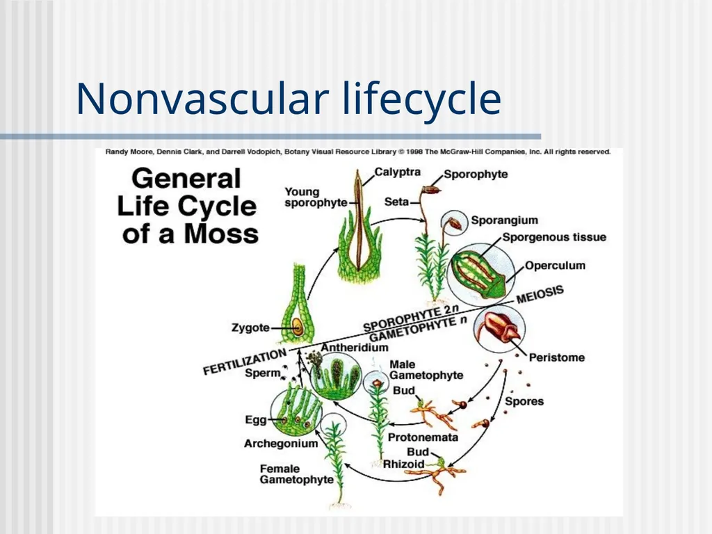 Plants Evolutionary Past Cyanobacteria Blue- green - slide 10 of 20