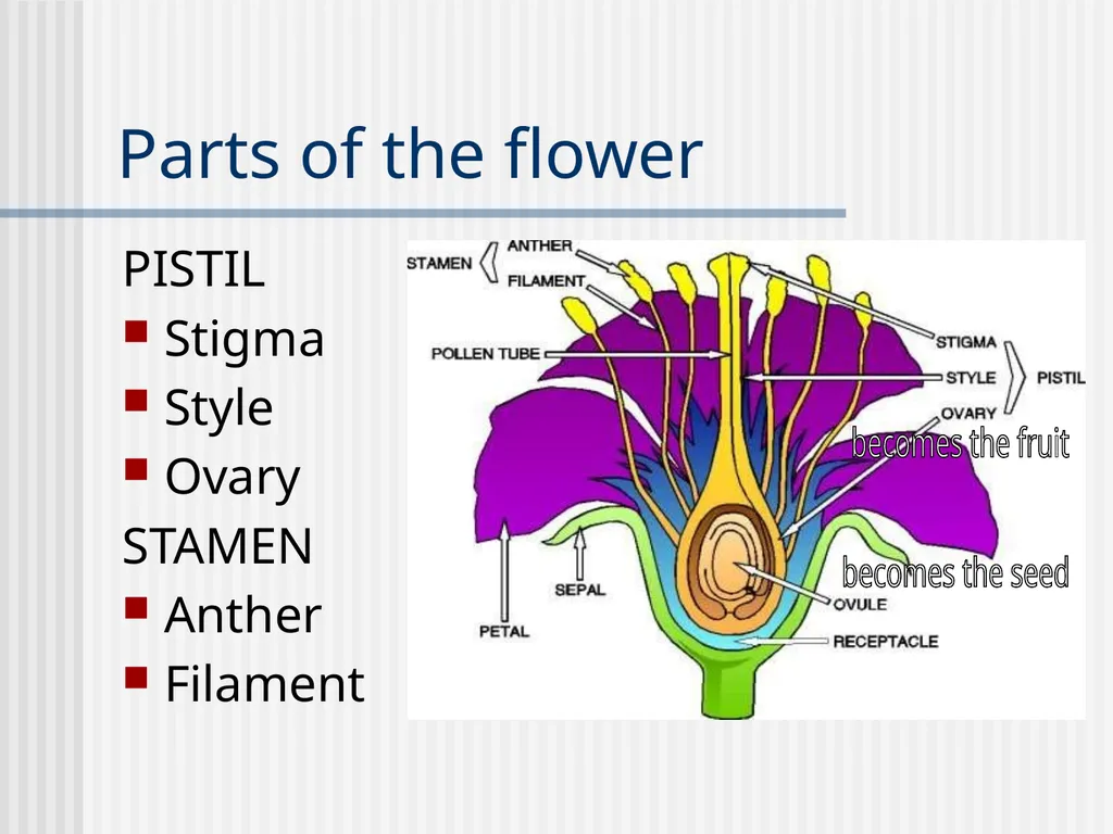 Plants Evolutionary Past Cyanobacteria Blue- green - slide 17 of 20