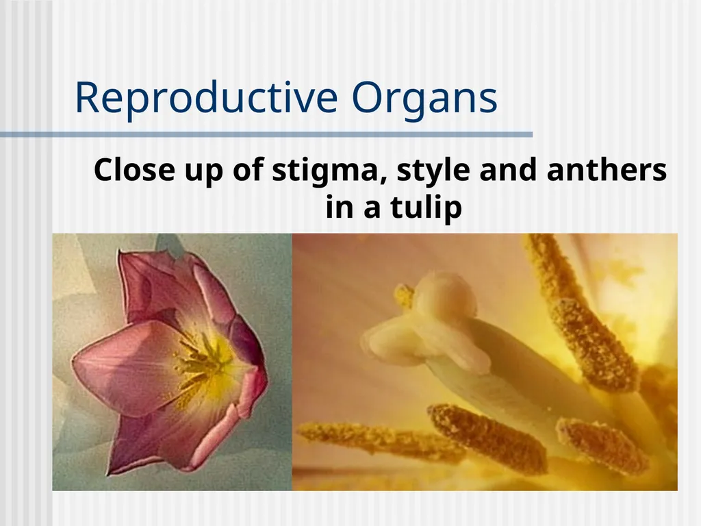 Plants Evolutionary Past Cyanobacteria Blue- green - slide 18 of 20