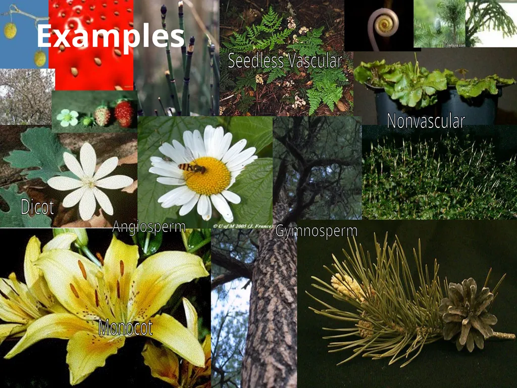 Plants Evolutionary Past Cyanobacteria Blue- green - slide 9 of 20