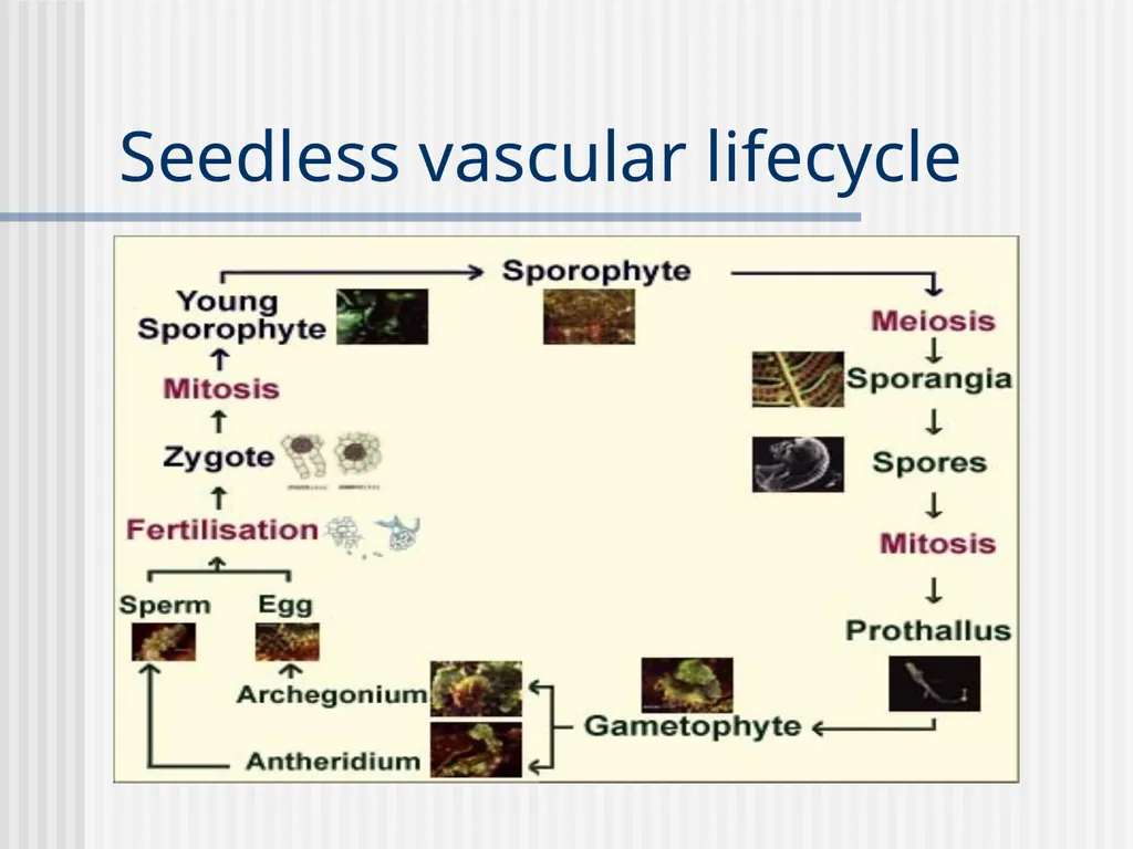 Plants Evolutionary Past Cyanobacteria Blue- green - slide 11 of 20