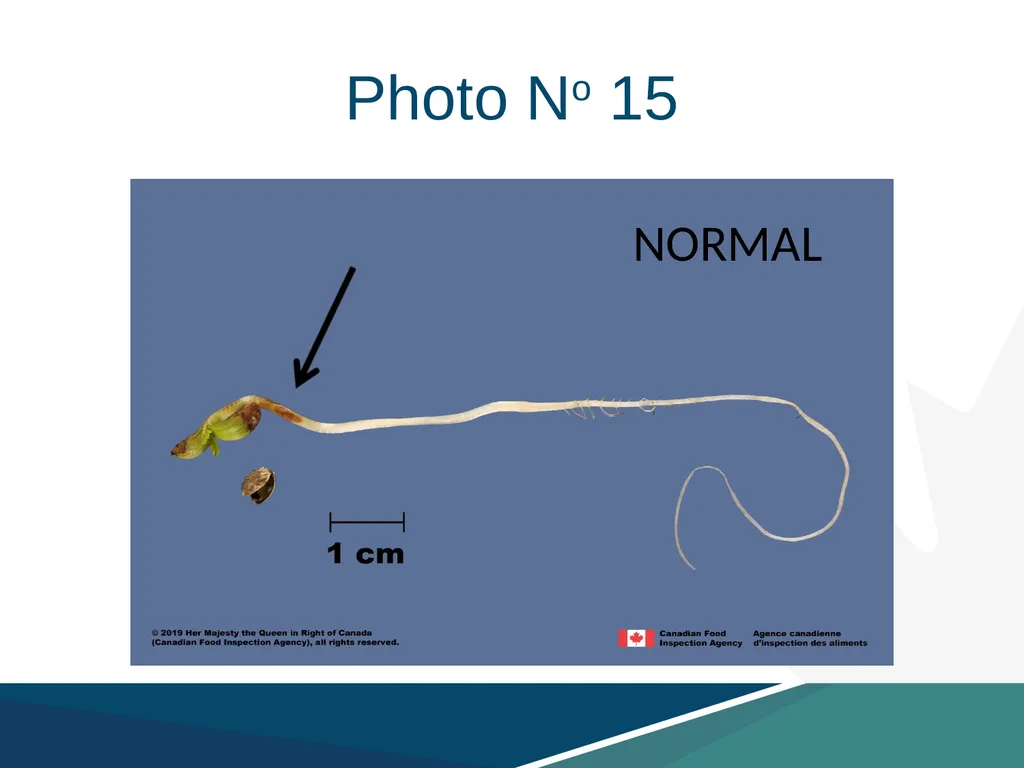 Region 6: Virtual Seedling Referee Hemp, Cannabis - slide 11 of 16