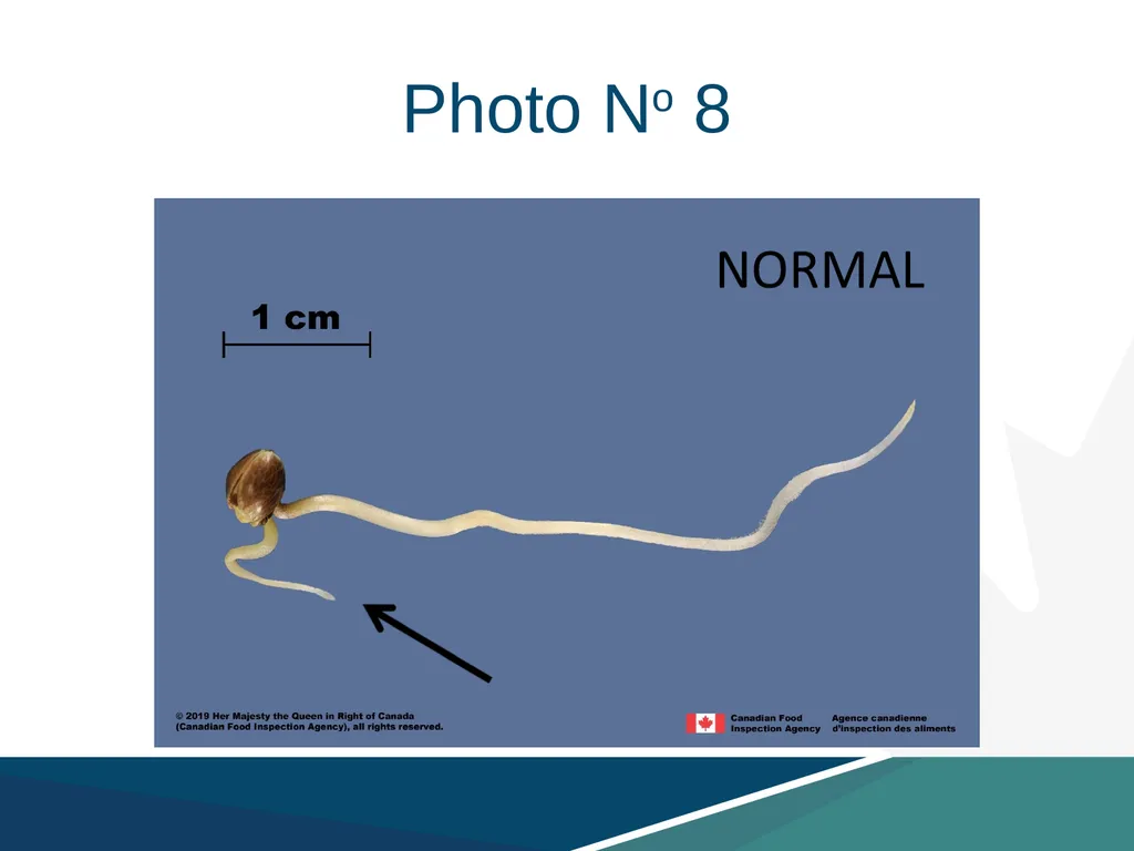 Region 6: Virtual Seedling Referee Hemp, Cannabis - slide 10 of 16