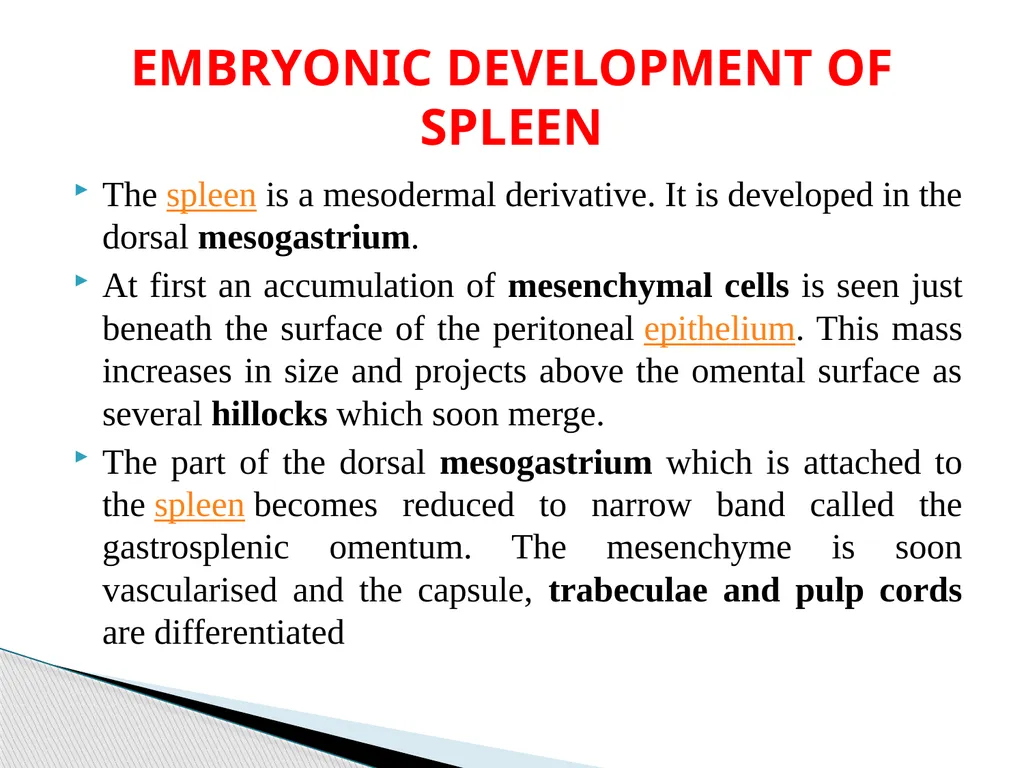 DEVELOPMENTAL ANATOMY VAN-608 Dr SANJAY KUMAR - slide 49 of 49