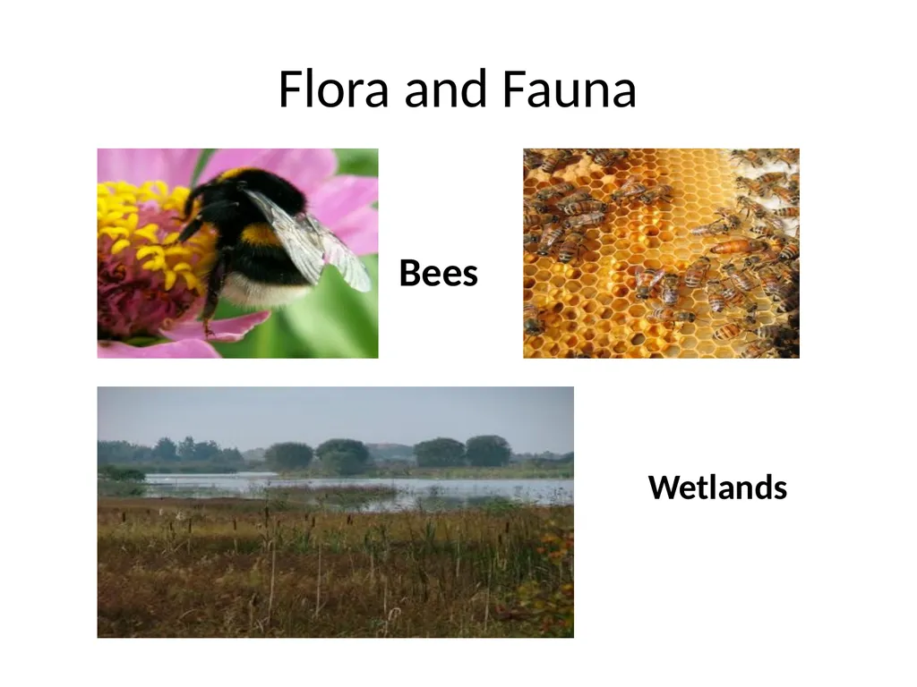 MWM Bog Heritage Project Presentation and Book - slide 12 of 21