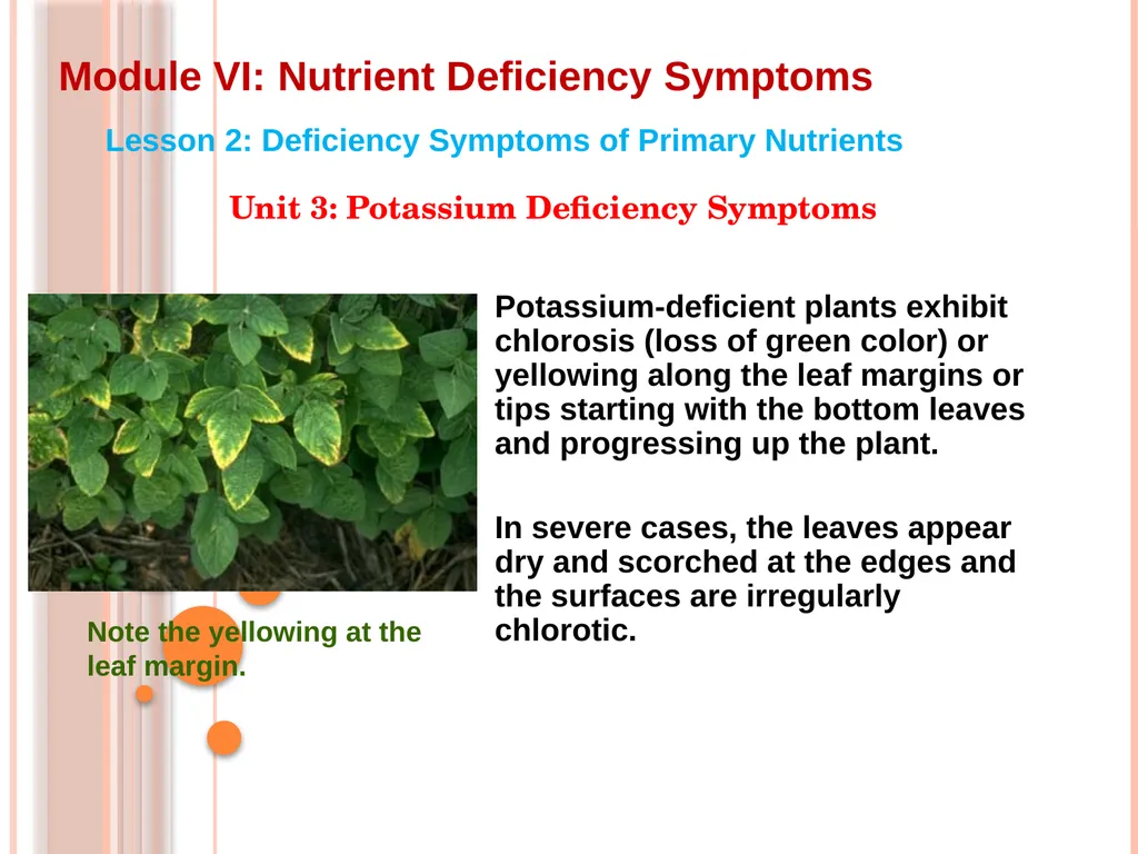 Module VI: Nutrient Deficiency Symptoms Lesson 2: - slide 3 of 5