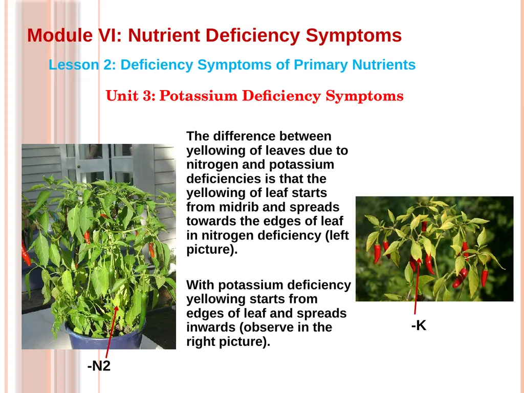 Module VI: Nutrient Deficiency Symptoms Lesson 2: - slide 4 of 5