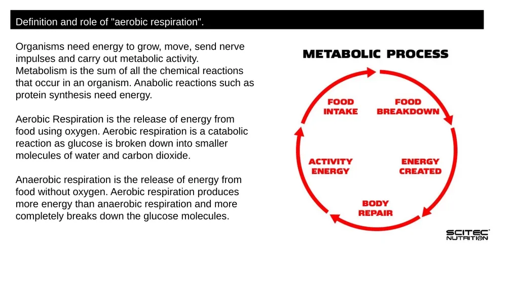 Respiration Syllabus Definition and role of - slide 3 of 11