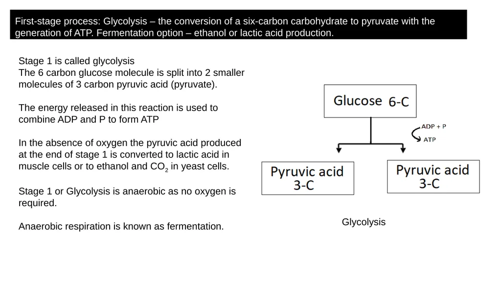 Respiration Syllabus Definition and role of - slide 6 of 11