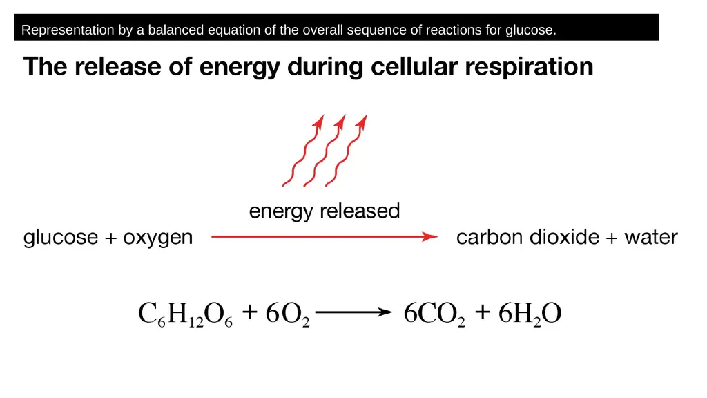 Respiration Syllabus Definition and role of - slide 4 of 11