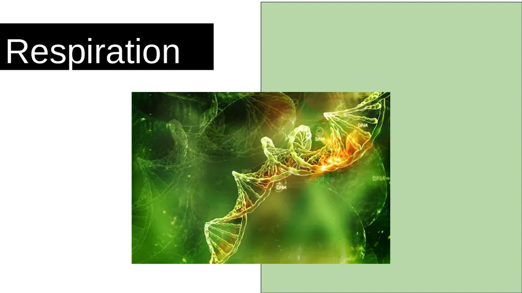 Respiration Syllabus Definition and role of - slide 1 of 11