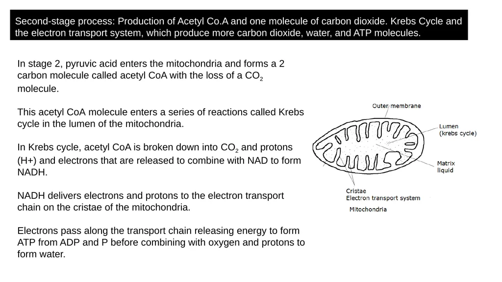 Respiration Syllabus Definition and role of - slide 7 of 11