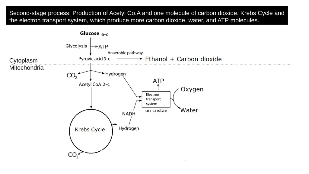 Respiration Syllabus Definition and role of - slide 8 of 11