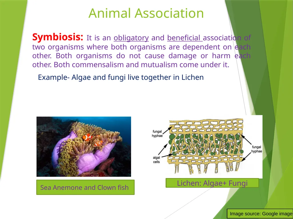 Dr. AJIT KUMAR Department of Veterinary - slide 3 of 9