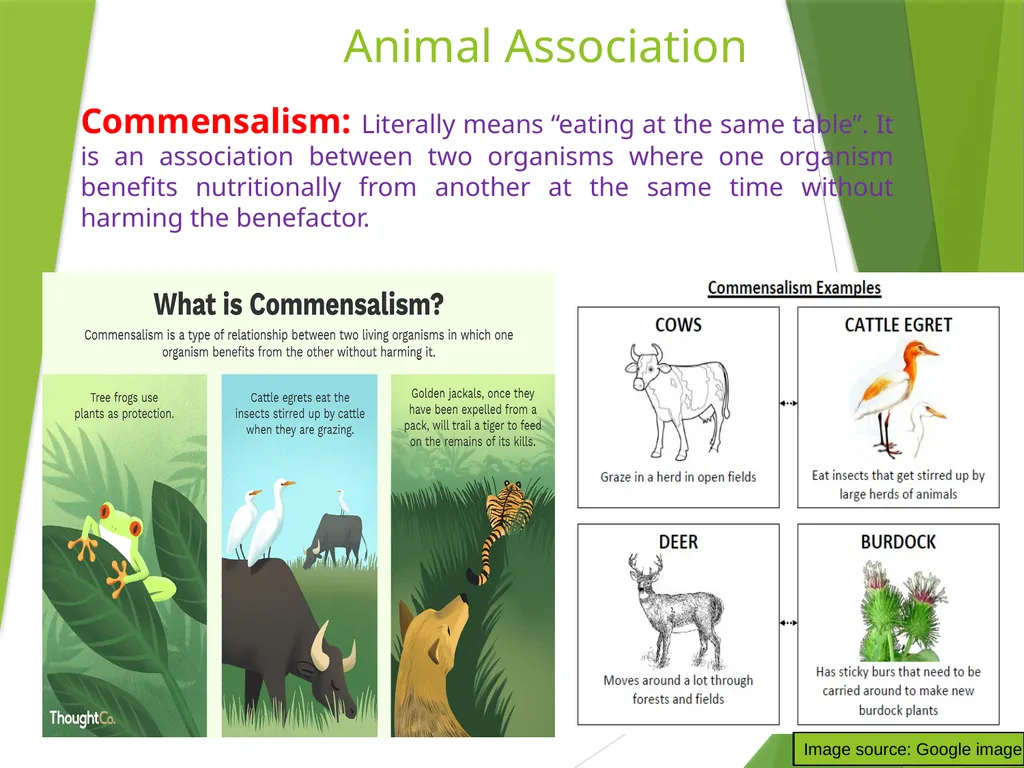 Dr. AJIT KUMAR Department of Veterinary - slide 4 of 9