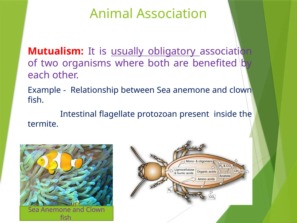 Dr. AJIT KUMAR Department of Veterinary - slide 5 of 9