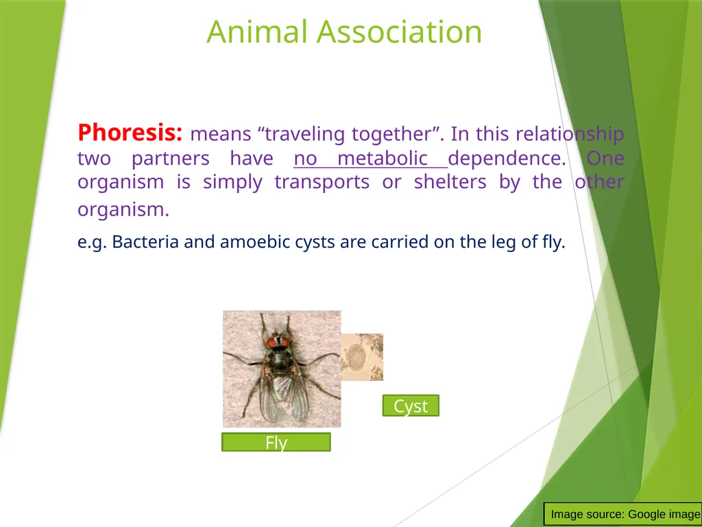 Dr. AJIT KUMAR Department of Veterinary - slide 7 of 9