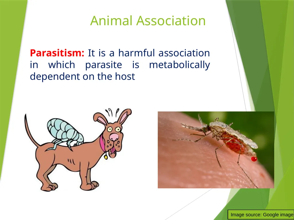 Dr. AJIT KUMAR Department of Veterinary - slide 8 of 9