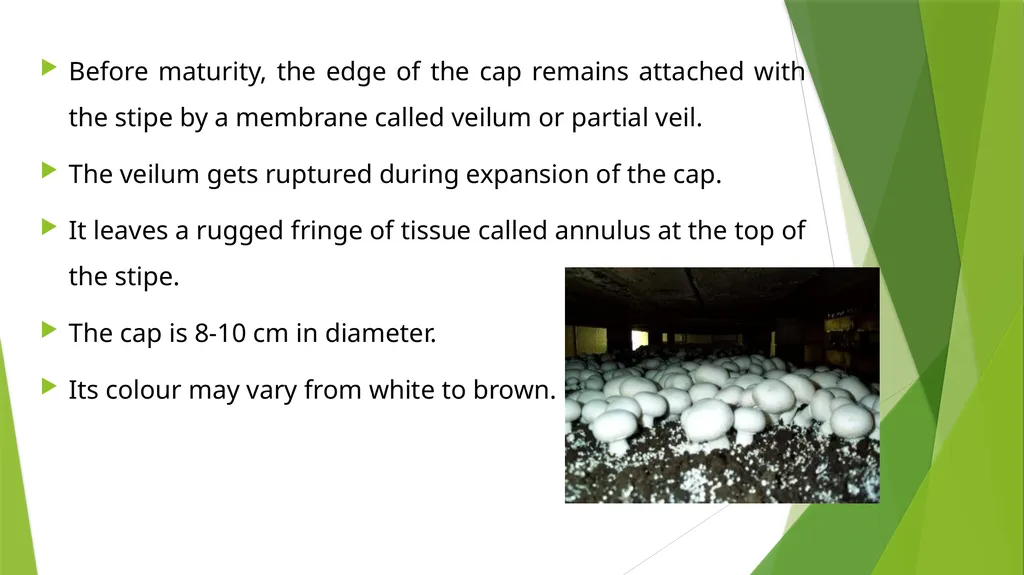 UNIT – II MUSHROOM METHODOLOGY HAJEE KARUTHA - slide 12 of 19