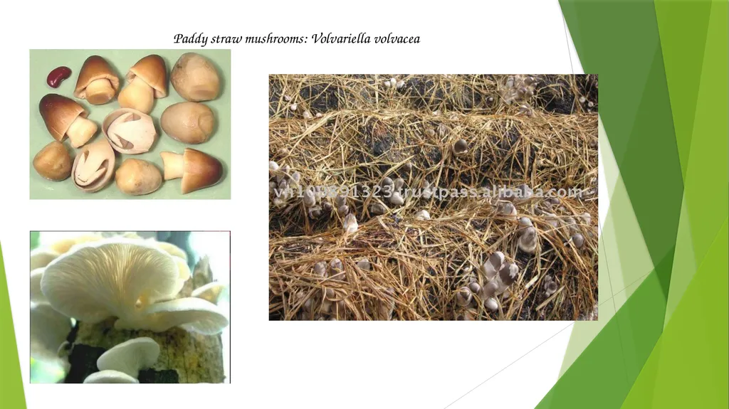 UNIT – II MUSHROOM METHODOLOGY HAJEE KARUTHA - slide 15 of 19