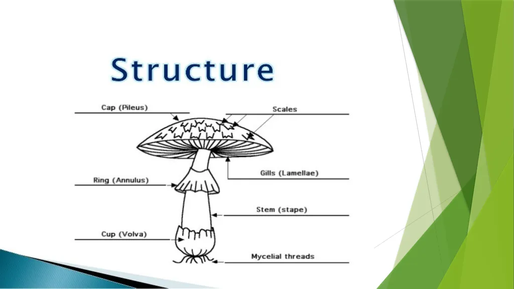 UNIT – II MUSHROOM METHODOLOGY HAJEE KARUTHA - slide 5 of 19