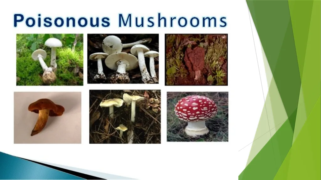 UNIT – II MUSHROOM METHODOLOGY HAJEE KARUTHA - slide 7 of 19