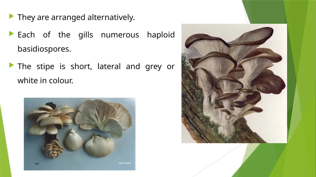 UNIT – II MUSHROOM METHODOLOGY HAJEE KARUTHA - slide 18 of 19