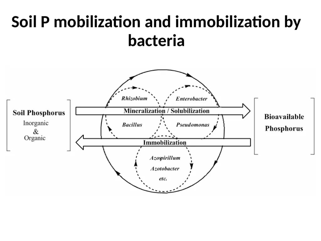 Phosphate solubilizing microorganisms Use of - slide 8 of 11