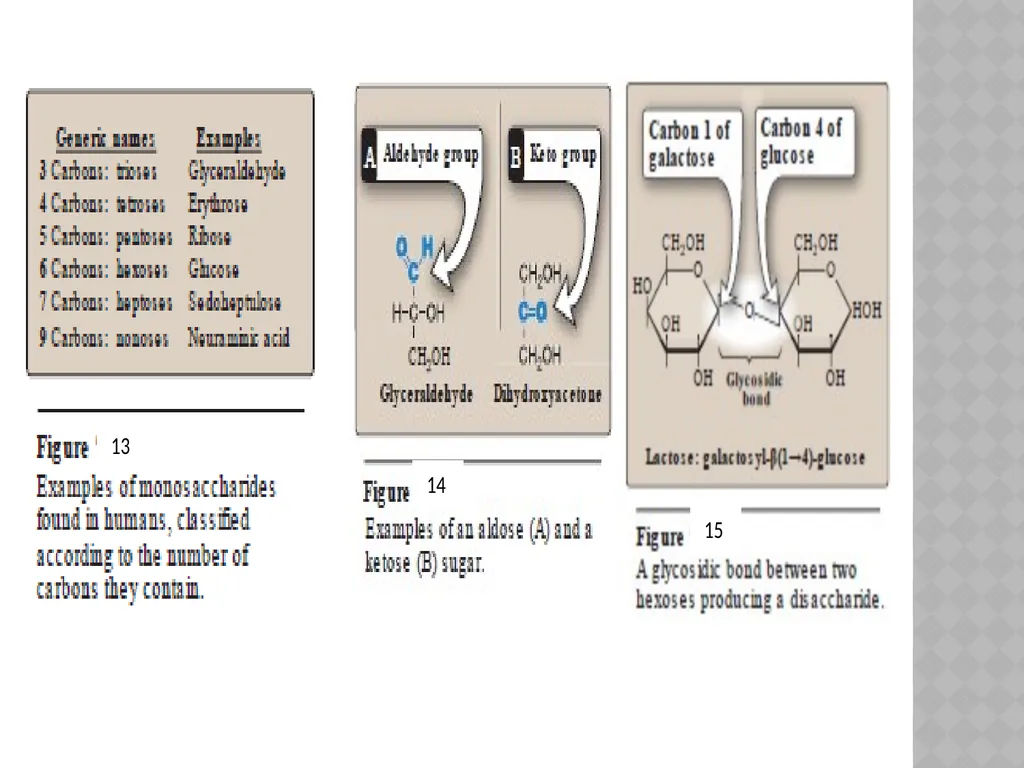 Carbohydrates A carbohydrate is a biomolecule - slide 6 of 6
