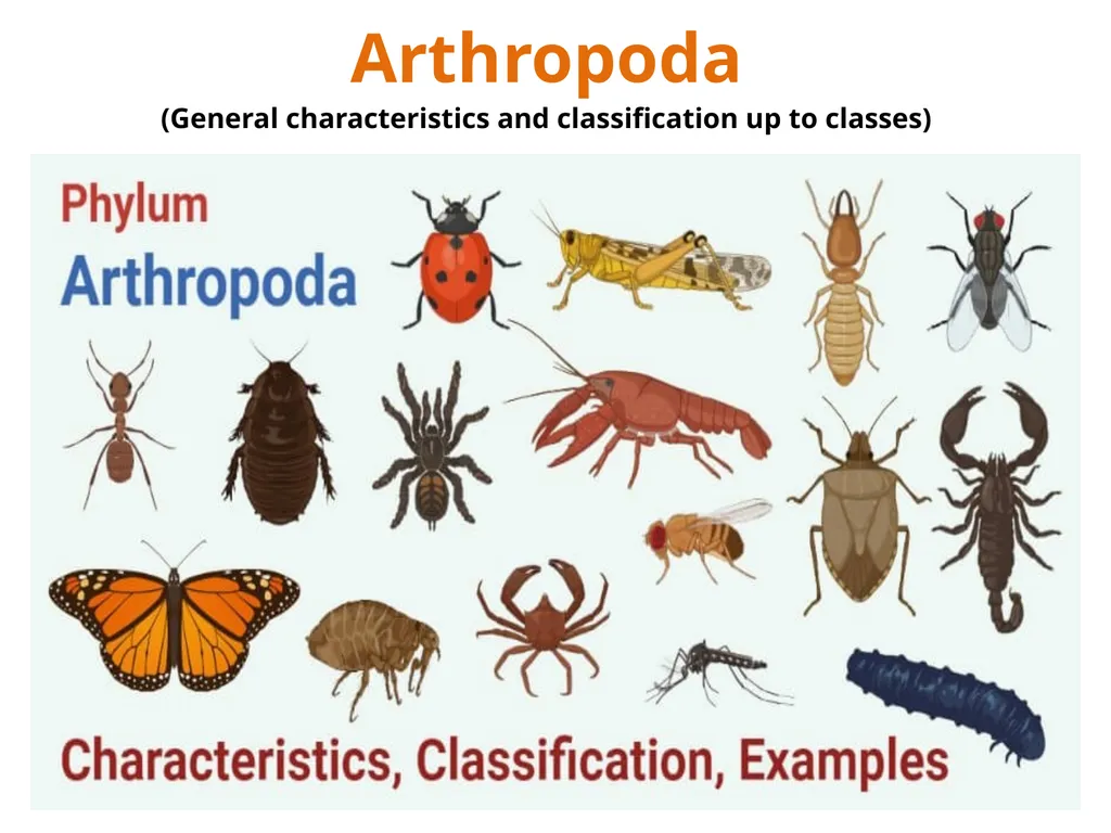 Arthropoda (General characteristics and - slide 3 of 15