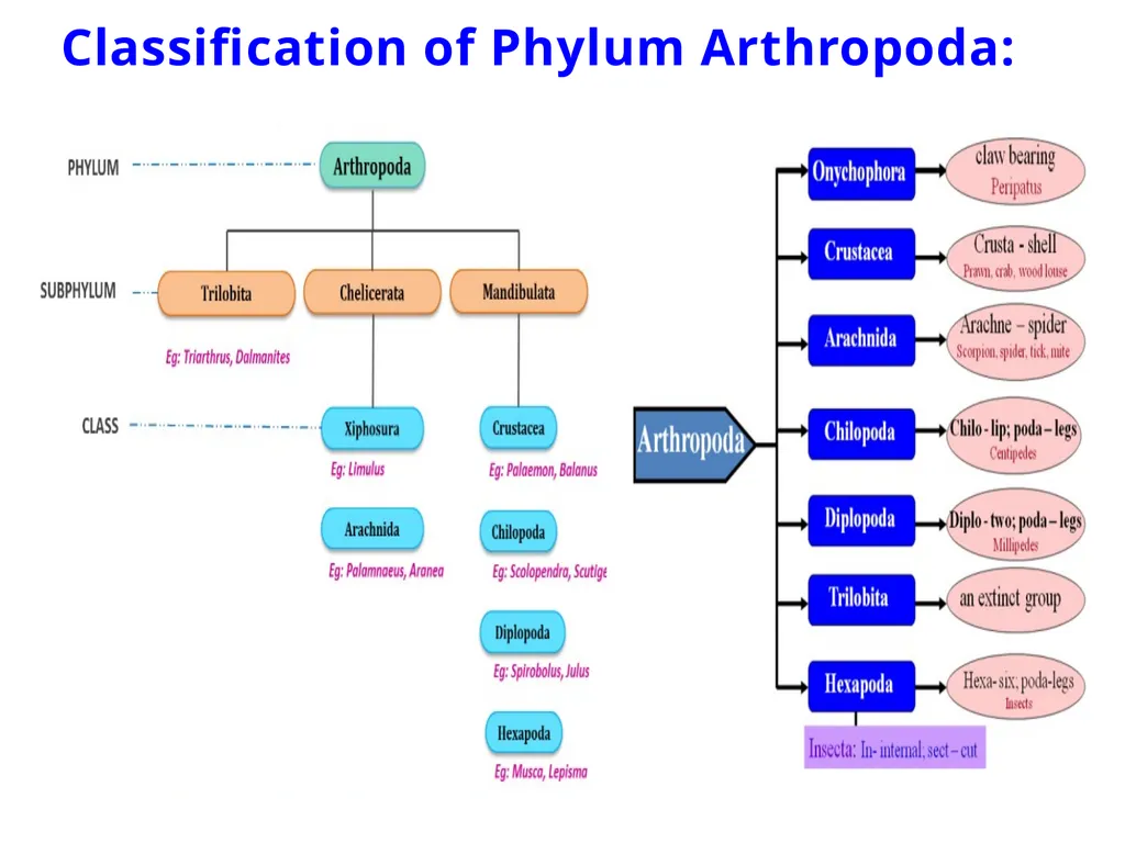 Arthropoda (General characteristics and - slide 7 of 15