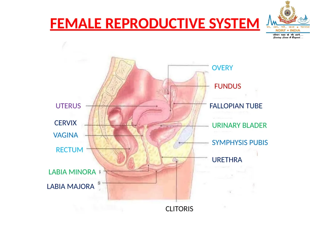 Lesson-6 REPRODUCTIVE STSTEM BY JITENDER YADAV - slide 4 of 24