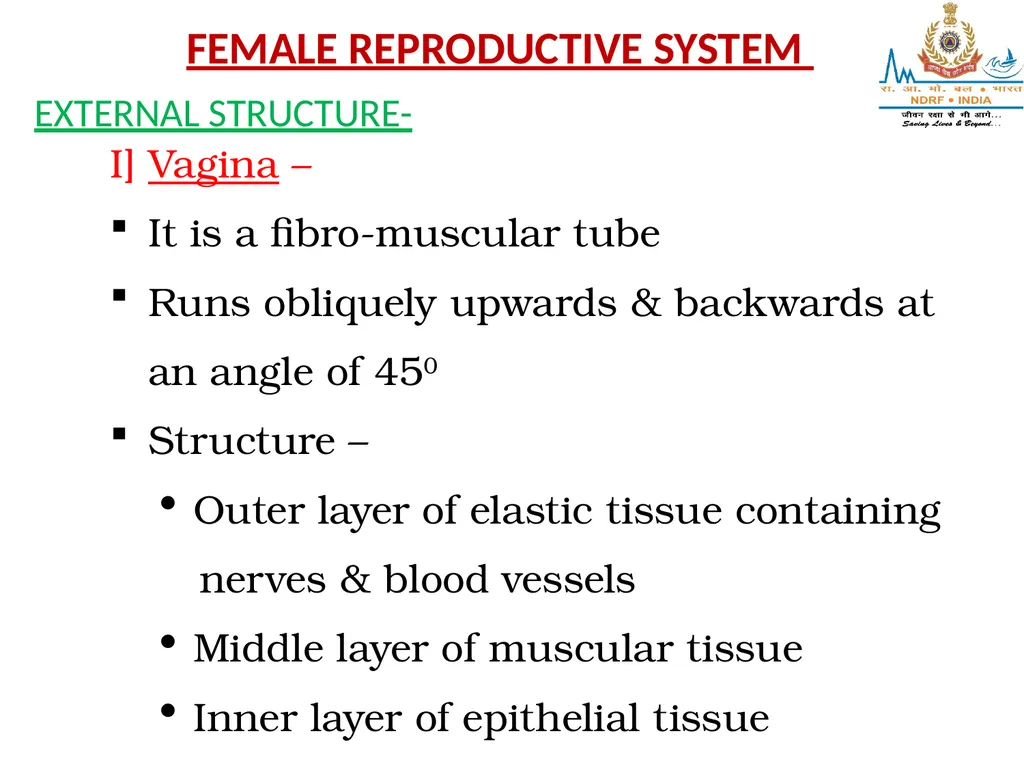 Lesson-6 REPRODUCTIVE STSTEM BY JITENDER YADAV - slide 9 of 24