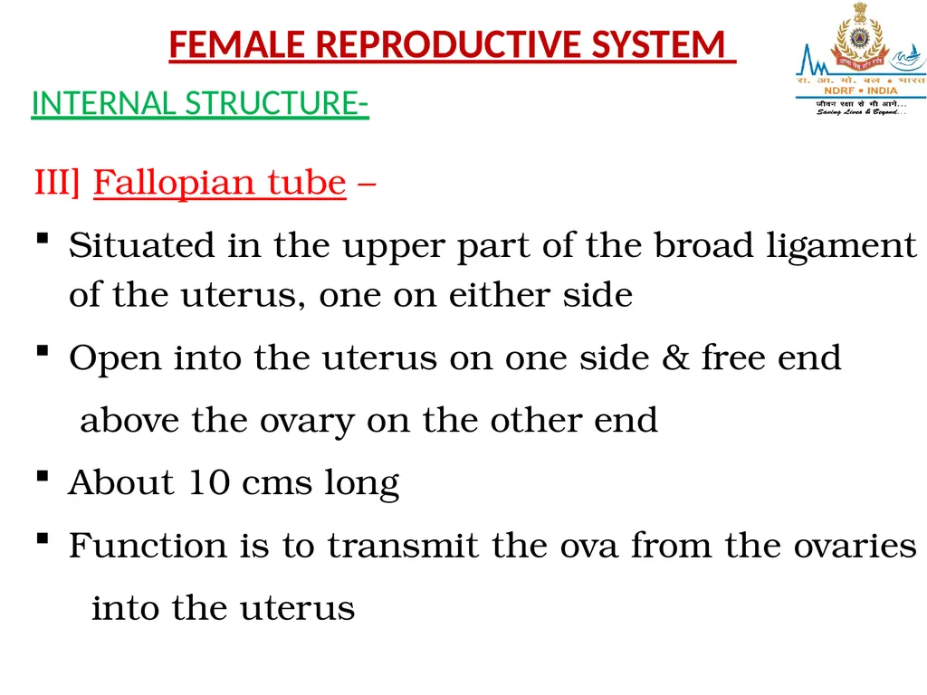 Lesson-6 REPRODUCTIVE STSTEM BY JITENDER YADAV - slide 13 of 24