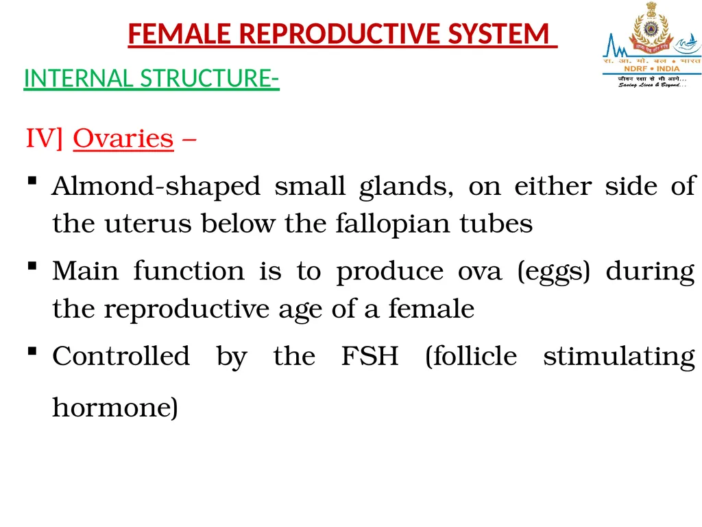 Lesson-6 REPRODUCTIVE STSTEM BY JITENDER YADAV - slide 14 of 24