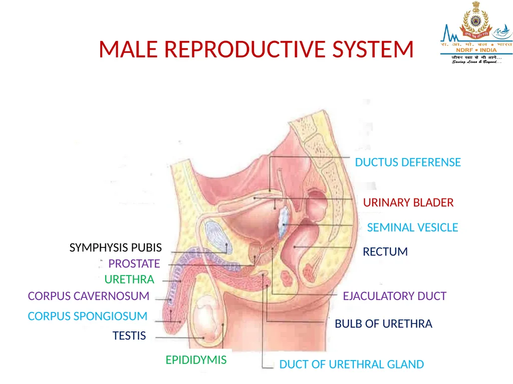 Lesson-6 REPRODUCTIVE STSTEM BY JITENDER YADAV - slide 15 of 24