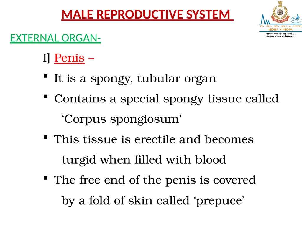 Lesson-6 REPRODUCTIVE STSTEM BY JITENDER YADAV - slide 16 of 24